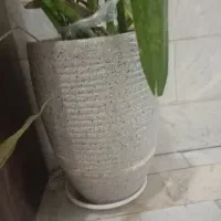 گلدان گل