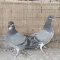 جوجه ابری|پرنده|اصفهان, ملاصدرا|دیوار