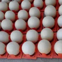 فروش تخم نطفه دار شترمرغ گردن ابی