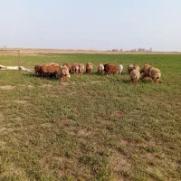 حیوان عشایری