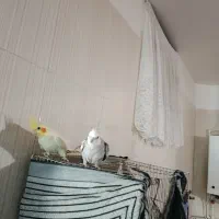 فروش عروس هلندی