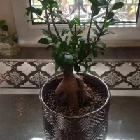 فروش بنسای زیر قیمت به دلیل جابجایی