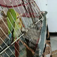 طوطی گرینجیک|پرنده|گرگان, |دیوار