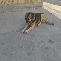 سگ گله|سگ|خرم‌آباد, |دیوار