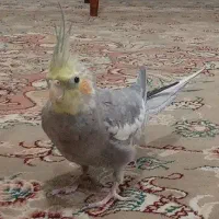 عروس هلندی نرسیامون