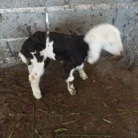 بره