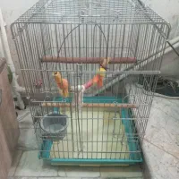 قفس انواع پرنده