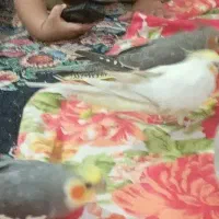 دوچرخه ۲۶صفر