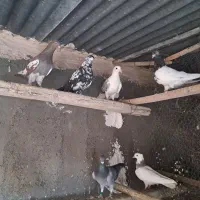 کبوتر رنگی|پرنده|قم, تعویض پلاک|دیوار