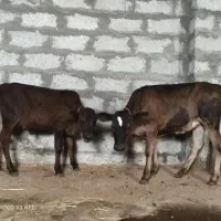 فروش دوراس گوساله محلی