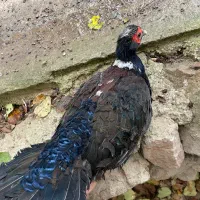 سوینهو ماده بالغ ۳ ساله