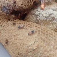 عسل کوهی اصل به شرط ازمایش