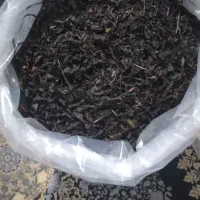 چای دستی خانگی عمل آوری شده بصورت سنتی
