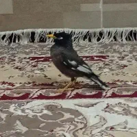 مینا دستی سخنگو معاوضه