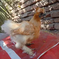 جوجه محلی و زینتی