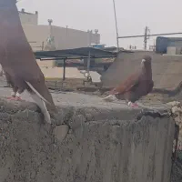دمسفید