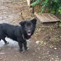 معاوضه با عروس هلندی