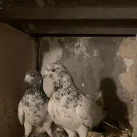 جفت پرشی|پرنده|قم, سالاریه|دیوار