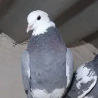 چند جفت کفتر مایه|پرنده|سیرجان, |دیوار