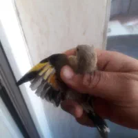 سهره نر|پرنده|فولادشهر, فولادشهر|دیوار