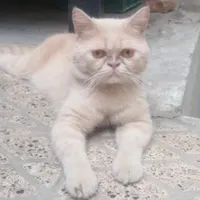 گربه اسکاتیش|گربه|گرگان, |دیوار