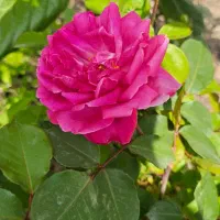 پرستار و مربی کودک