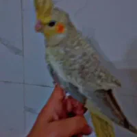 معاوضه با کبوتر هم داریم
