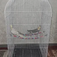عروس هلندی سالم و سر حال همراه با قفس|پرنده|تهران, وحیدیه|دیوار