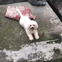 پودل سفید واگذاری