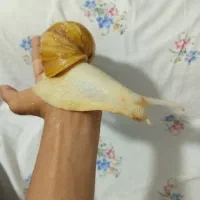 حلزون اورسایز سوپر مولد