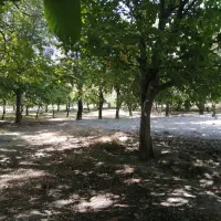 قطعه زمین ۱ هکتاری واقع در روستای الویجان