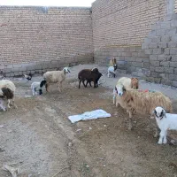 بره نر و ماده گوسفند بز|حیوانات مزرعه|شوش, |دیوار