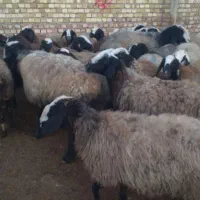 گوسفن نژاد شال بره میش
