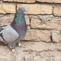 پرنده صدا کن