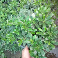 پیتسپروم سطل ۱۰ خوشکل|گل و گیاه طبیعی|کلاچای, |دیوار