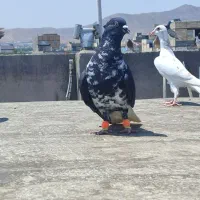سوسکی دم سفید کاکلی و دو عدد جوجه سبنه سیاه