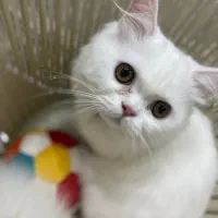 گربه