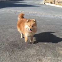 سگ پامر و خراسانی