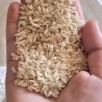 برنج چمپا خلیل آباد
