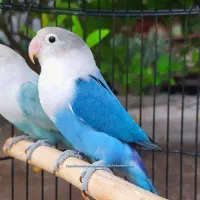 یک جفت طوطی برزیلی زیبا