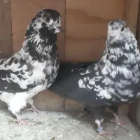 ۷ جفت کفتر عالی