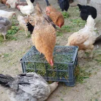 مرغ محلی|حیوانات مزرعه|ثلاث باباجانی, |دیوار