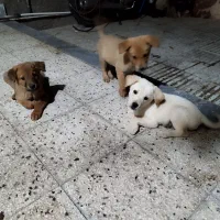 توله سگ پاکوتاه