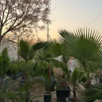 پالم سیکاس مورت شمشاد لگستروم لاوسون و کامیس|خدمات باغبانی و درختکاری|پیشوا, |دیوار