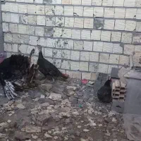 فروش جفت بوقلمون