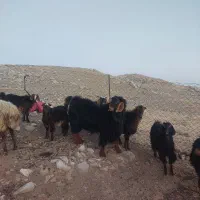 بز نر ، ساورین|حیوانات مزرعه|بولی, |دیوار