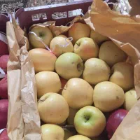 سیب درختی میانه درجه یک بزرگ