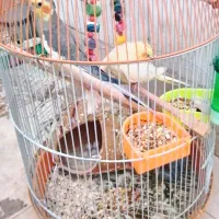 عروس هلندی