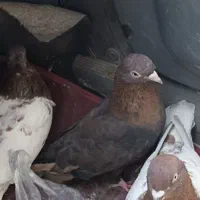 کبوتر اوچان