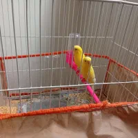 مرغ عشق|پرنده|مشهد, شفا|دیوار